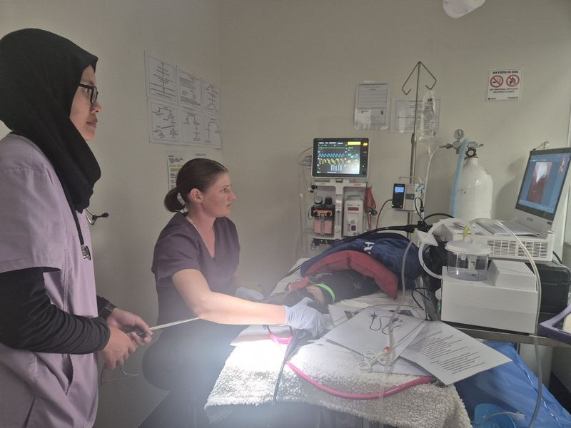 Two members of the CQ Animal Emergency team treating a patient in the clinic’s treatment room