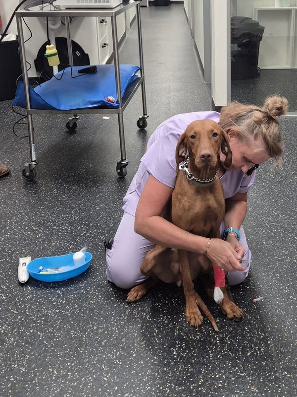 A CQ Animal Emergency nurse comforting a dog while treating its paw